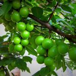 نگهداری و کاشت درخت گوجه سبز
