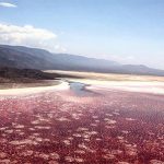 دریاچه ناترون، دریاچه ای اسرارآمیز در آفریقا