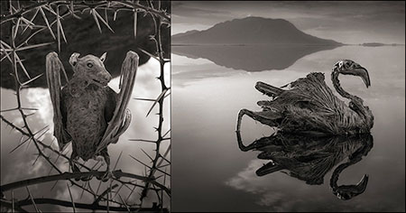 lake natron africa 24 - دریاچه ناترون، دریاچه ای اسرارآمیز در آفریقا