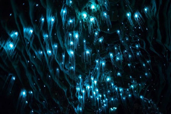 5fcccc7b82cd0 - خیره کننده ترین غار جهان، غار کرم های شب تاب وایتومو
