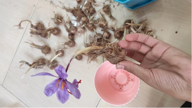 فقط توی 3 ماه گل زعفران رو توی خونت بچین کاشت زعفران در خانه - فقط توی 3 ماه گل زعفران رو توی خونت بچین