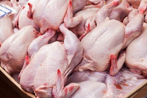 جمعه ها هم مرغ به میادین میوه و تره بار می آید جمعه ها هم مرغ به میادین میوه و تره بار می آید