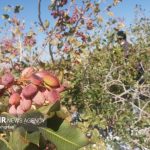 اصلاح الگوی کشت از پیاز به پسته در شهر ایلخچی اصلاح الگوی کشت از پیاز به پسته در شهر ایلخچی