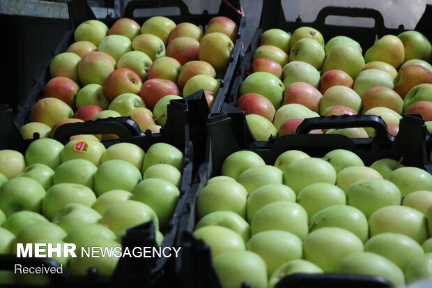 دولت به ذخیره‌سازی سیب و پرتقال ورود نکند