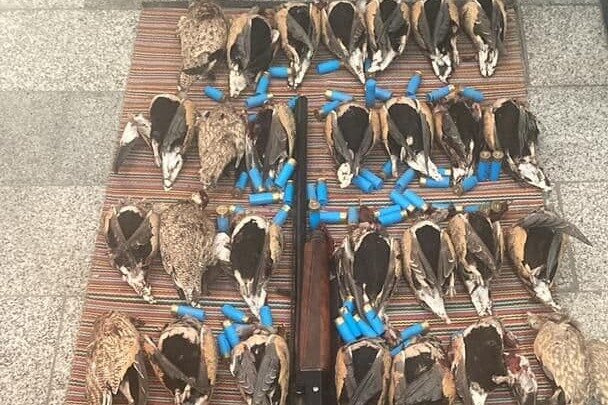 ۴ گروه شکارچی در شاهرود دستگیر شدند/ کشف ۴۷ قطعه انواع پرنده