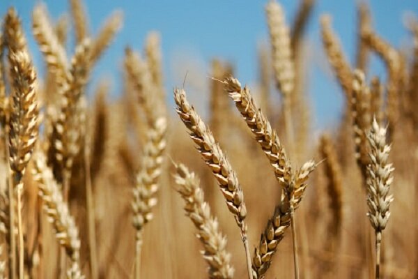 «زراعت» دو سوم تولیدات کشور را در بر می‌گیرد