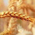 افزایش نیم میلیون تُنی خرید گندم از گندمکاران در سال ۱۴۰۱