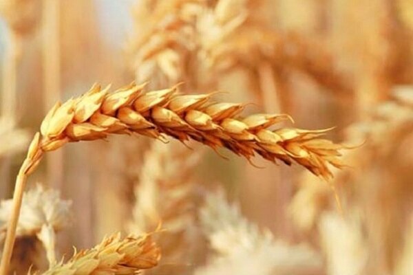 افزایش نیم میلیون تُنی خرید گندم از گندمکاران در سال ۱۴۰۱ افزایش نیم میلیون تُنی خرید گندم از گندمکاران در سال ۱۴۰۱