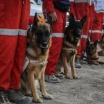 برگزاری۲ دوره بین‌المللی برای مربیان و سگ‌های زنده یاب هلال احمر