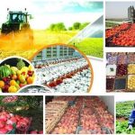 غذای ۲۵ میلیون نفر دور ریخته می شود/ توجه به شرکت های دانش بنیان غذای ۲۵ میلیون نفر دور ریخته می شود/ توجه به شرکت های دانش بنیان