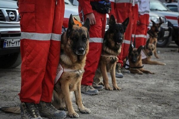 اعزام سگ های زنده یاب به محل حادثه ریزش ساختمان مسکونی نوسود