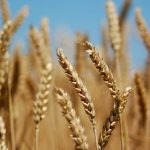 خرید ۳ میلیون تن گندم از گندمکاران به ارزش ۳۵ هزار میلیارد تومان