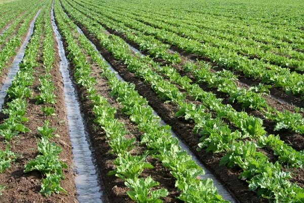 اعلام قیمت خرید تضمینی چغندر قند بهاره و پائیزه اعلام قیمت خرید تضمینی چغندر قند بهاره و پائیزه