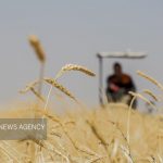 پرونده مطالبات گندمکاران بسته شد پرونده مطالبات گندمکاران بسته شد
