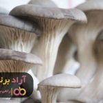 قیمت قارچ صدفی پرورشی قیمت قارچ صدفی پرورشی