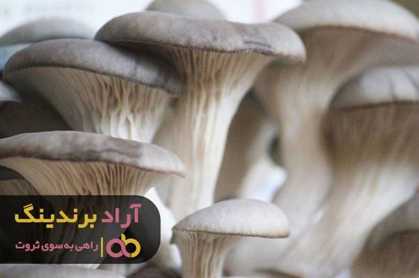 قیمت قارچ صدفی پرورشی قیمت قارچ صدفی پرورشی