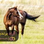 اسب کرد فلاورجان سیاه اسب کرد فلاورجان سیاه