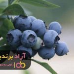 از افکار فقیرانه رهایی پیدا کنید تا ثروتمند شوید