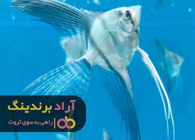 کسب و کار حرفه ای و ایده آل با ماهی کسب و کار حرفه ای و ایده آل با ماهی
