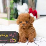 ترس از سگ دلیلی شد تا ملیونر شوم ترس از سگ دلیلی شد تا ملیونر شوم