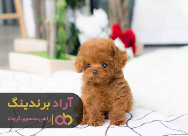 ترس از سگ دلیلی شد تا ملیونر شوم ترس از سگ دلیلی شد تا ملیونر شوم