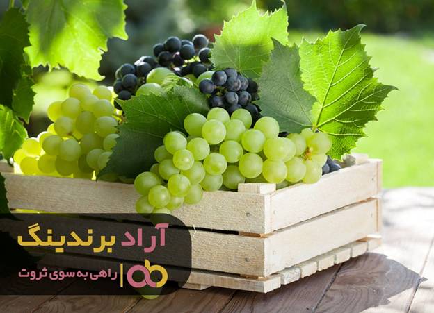 چگونه در عرض دو سال با انگور میلیونر شدم image002 149 - چگونه در عرض دو سال با انگور میلیونر شدم