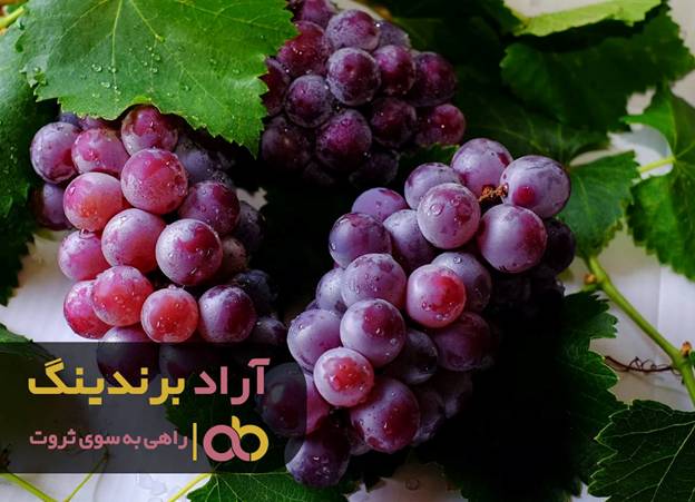 چگونه در عرض دو سال با انگور میلیونر شدم image003 156 - چگونه در عرض دو سال با انگور میلیونر شدم