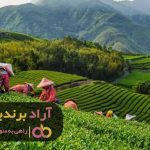 اینگونه چای زندگی مرا تغییر داد اینگونه چای زندگی مرا تغییر داد