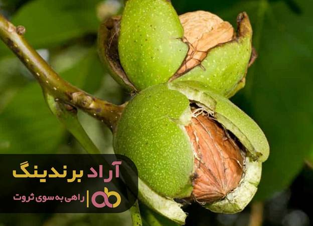 ثروتی که در گردو نهفته بود image002 97 - ثروتی که در گردو نهفته بود
