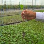پرداخت ۹۸ درصد از مطالبات چایکاران پرداخت ۹۸ درصد از مطالبات چایکاران