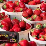 با کسب دانش و مهارت در حوزه توت فرنگی ثروتمند شدم با کسب دانش و مهارت در حوزه توت فرنگی ثروتمند شدم