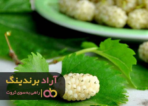 بهترین مسیر دستیابی به ثروت را با توت کشف کردم بهترین مسیر دستیابی به ثروت را با توت کشف کردم