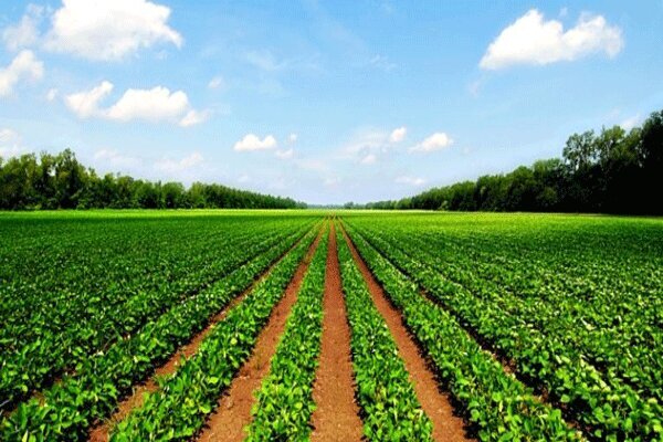 آبیاری۵۶ درصد اراضی کشاورزی با منابع زیرزمینی