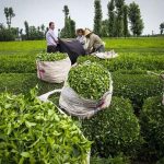 فدراسیون واردات ایران خواستار رسیدگی به مشکلات ثبت سفارش چای شد