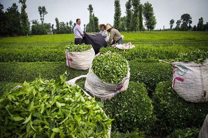 فدراسیون واردات ایران خواستار رسیدگی به مشکلات ثبت سفارش چای شد فدراسیون واردات ایران خواستار رسیدگی به مشکلات ثبت سفارش چای شد