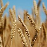 پیش‌بینی خرید ۱۳۰ هزارتن گندم از کشاورزان اصفهانی در سال جاری