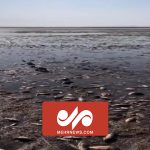 تلف شدن ماهی‌ها در پی تخریب سد کاخوفکا