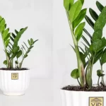 چشم هایتان را به روی زیباییها باز کنید؛ معرفی پرفروشترین محصولات گلفروشی VIP Shop چشم هایتان را به روی زیباییها باز کنید؛ معرفی پرفروشترین محصولات گلفروشی VIP Shop