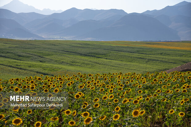 انتخاب ۱۵۰ مزرعه نوآور در راستای دانش‌بنیان کردن بخش کشاورزی