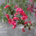 صدور هشدار زرد بارندگی در خوزستان صدور هشدار زرد بارندگی در خوزستان