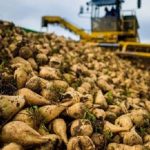 برداشت بیش از یک میلیون تن چغندرقند در خوزستان برداشت بیش از یک میلیون تن چغندرقند در خوزستان