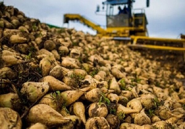 برداشت بیش از یک میلیون تن چغندرقند در خوزستان برداشت بیش از یک میلیون تن چغندرقند در خوزستان
