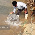 بیش از ۵ هزار قطعه بچه ماهی در رودخانه دز رهاسازی شد