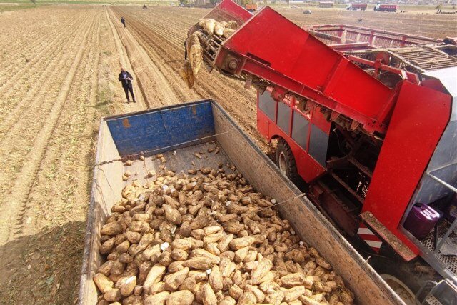 آغاز برداشت چغندرقند از مزارع دزفول آغاز برداشت چغندرقند از مزارع دزفول