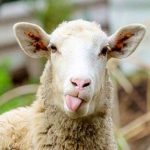 فروش گوسفند با کارت ملی!