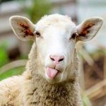 فروش گوسفند با کارت ملی! فروش گوسفند با کارت ملی!