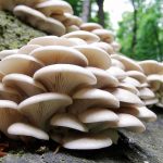 هشدار در مواجهه با مسمومیت ناشی از قارچ های سمی