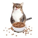 نکاتی که در هنگام خرید غذای گربه بالغ باید بدانید