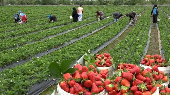 ماندگاری بالای سموم روی توت فرنگی/ روش شُستن توت فرنگی ماندگاری بالای سموم روی توت فرنگی/ روش شُستن توت فرنگی