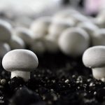 هرگز در طبیعت سراغ قارچ ها نروید هرگز در طبیعت سراغ قارچ ها نروید
